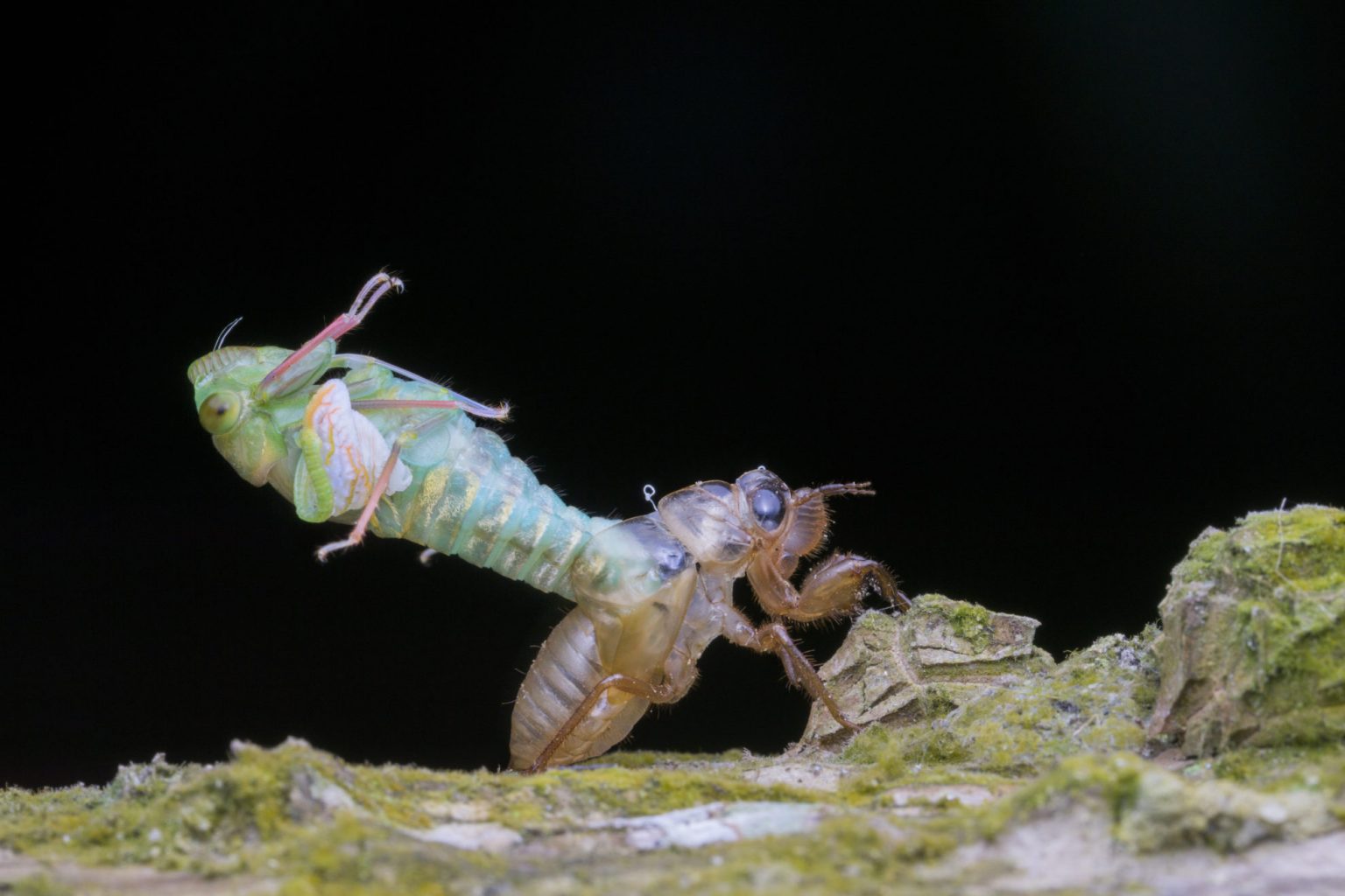 Granum Definition and Examples Biology Online Dictionary