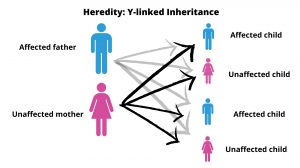Heredity Y-linked inheritance diagram