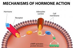 Homeostatic Mechanisms and Cellular Communication