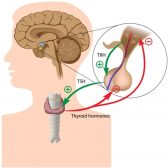 Hormone Production