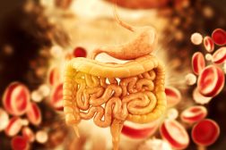 Human gastrointestinal tract