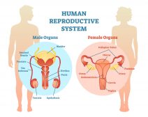 Human Reproduction