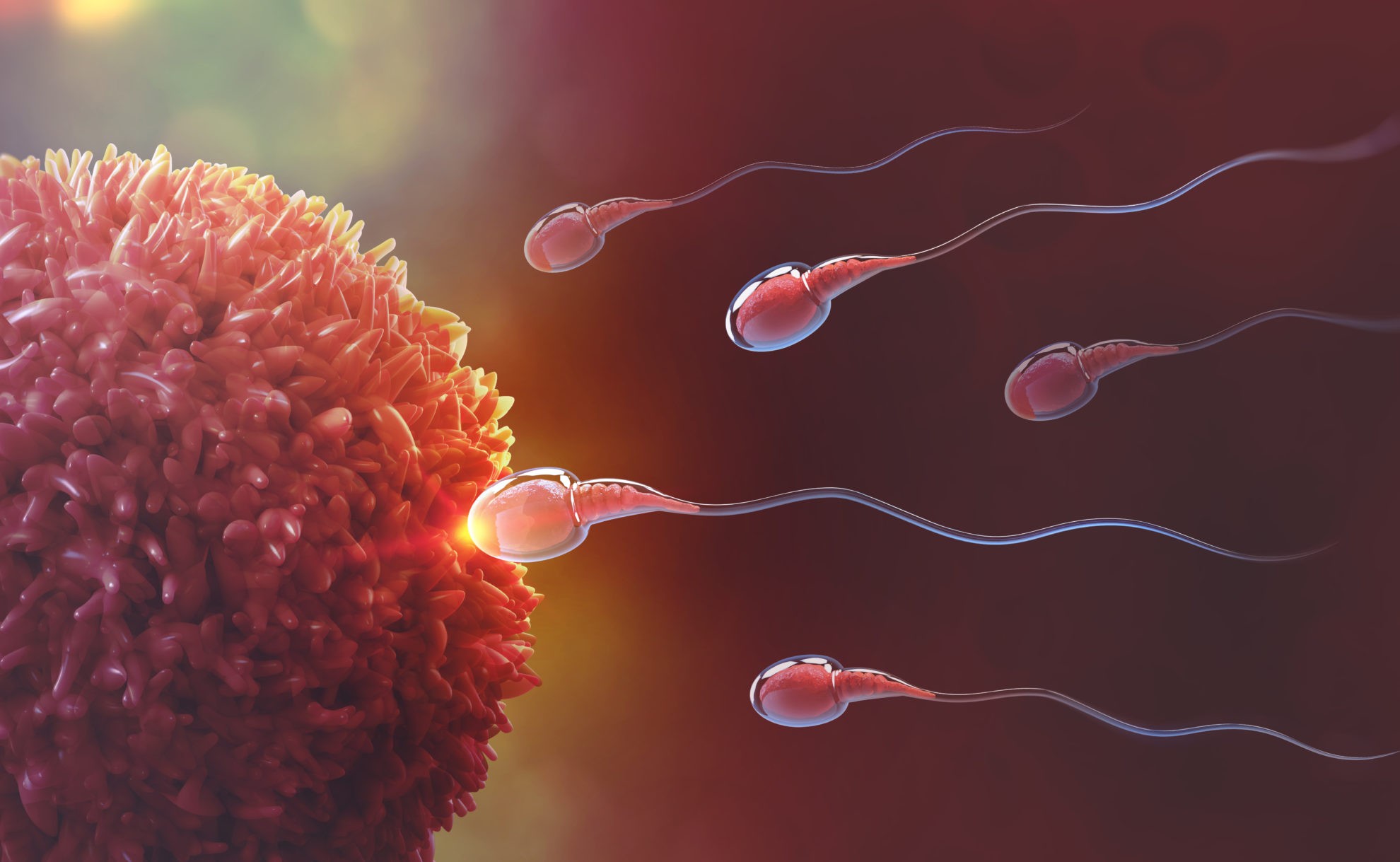  Human  Reproduction and Fertilization  Biology Online Tutorial