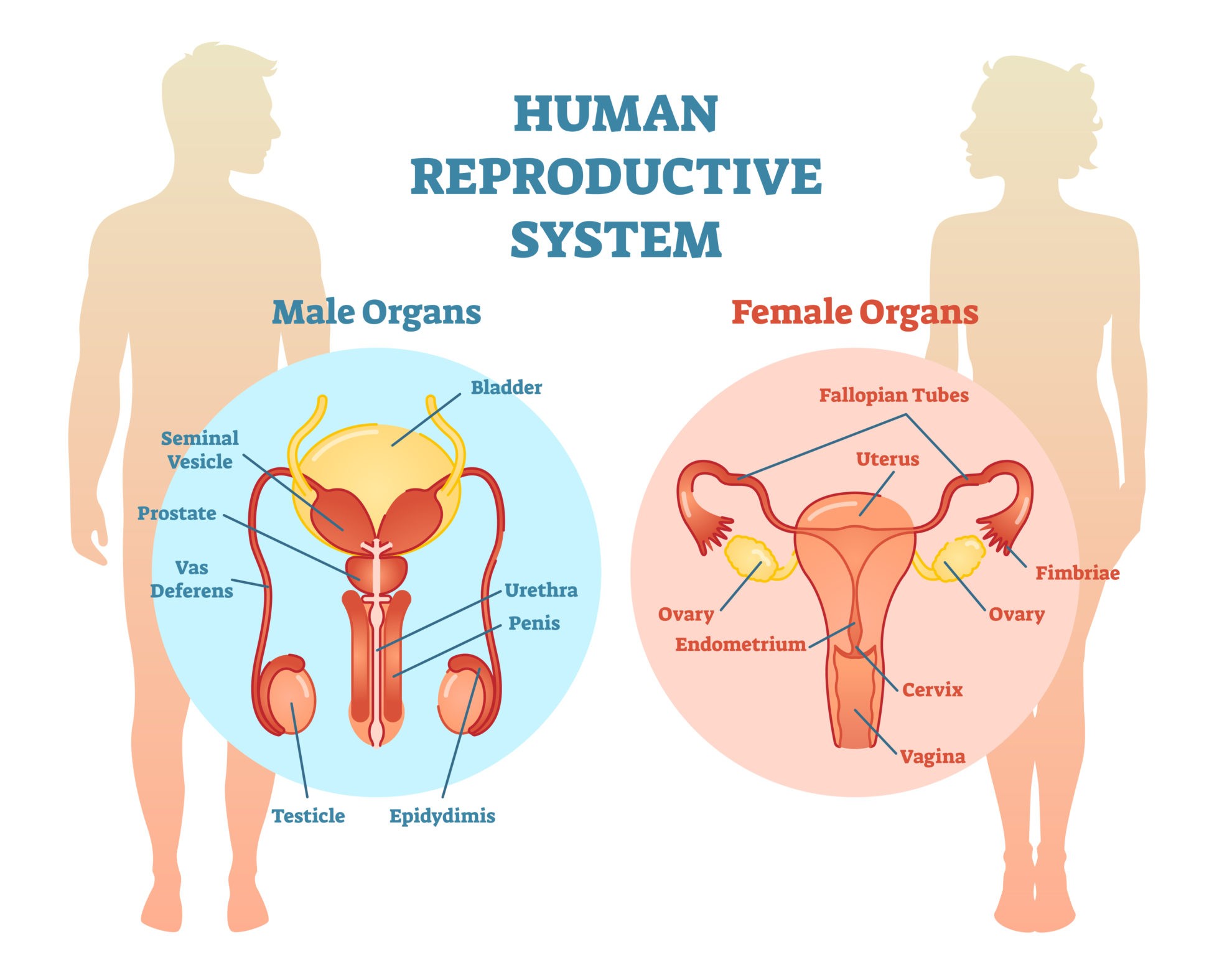 Reproduction In Human Beings 