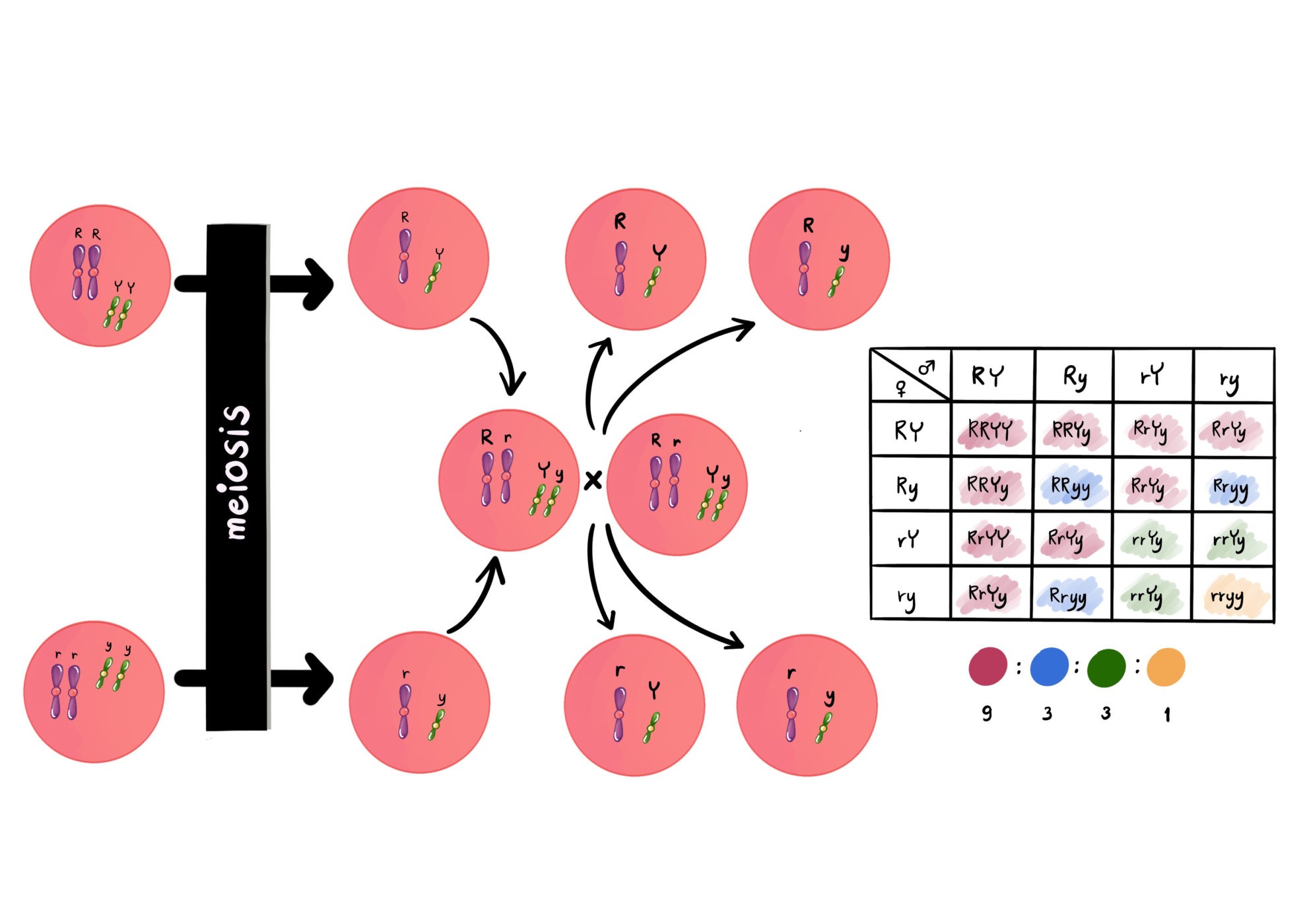 Microelectrode Definition And Examples Biology Online Dictionary