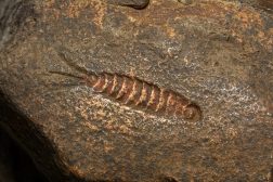 Fossil trilobite imprint in the sediment