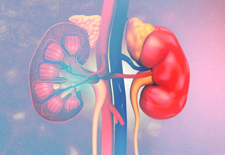 Kidneys and Regulation of Water and Ions Biology Online