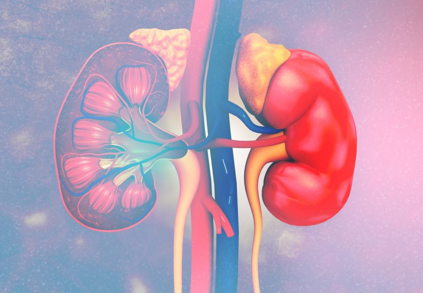 where kidney located in human body picture where is kidney in human body front or back