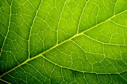 green leaf - close up view