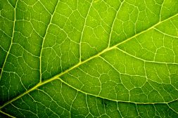 what is the meaning of photosynthesis in full