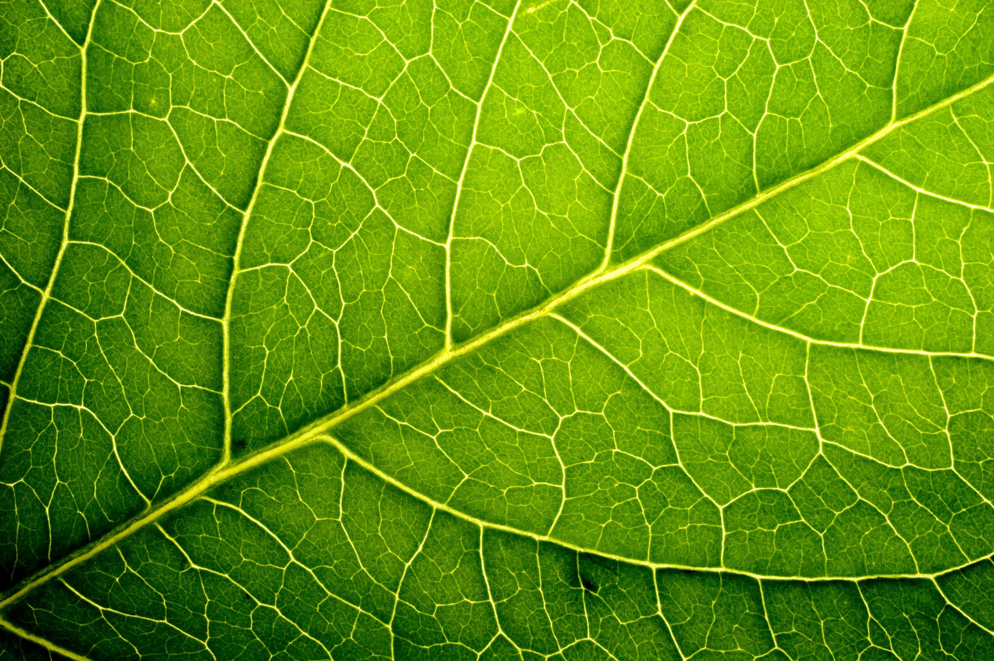 Leaves - Biology Online Tutorial