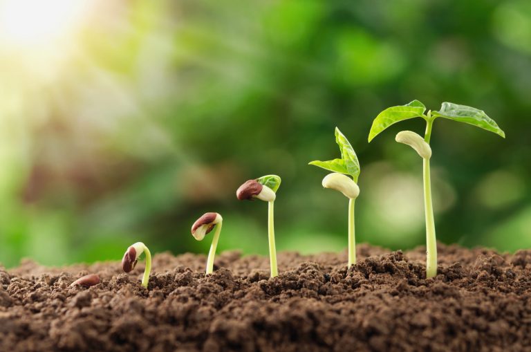Lights' Effect on Growth