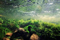 Lotic community of algal species