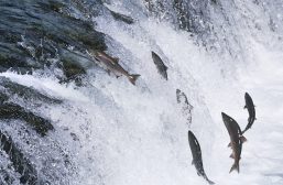 Salmon jumping upstream in the river