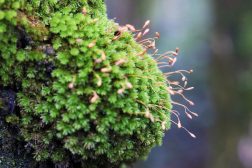 bryophyte - sporophyte and gametophyte