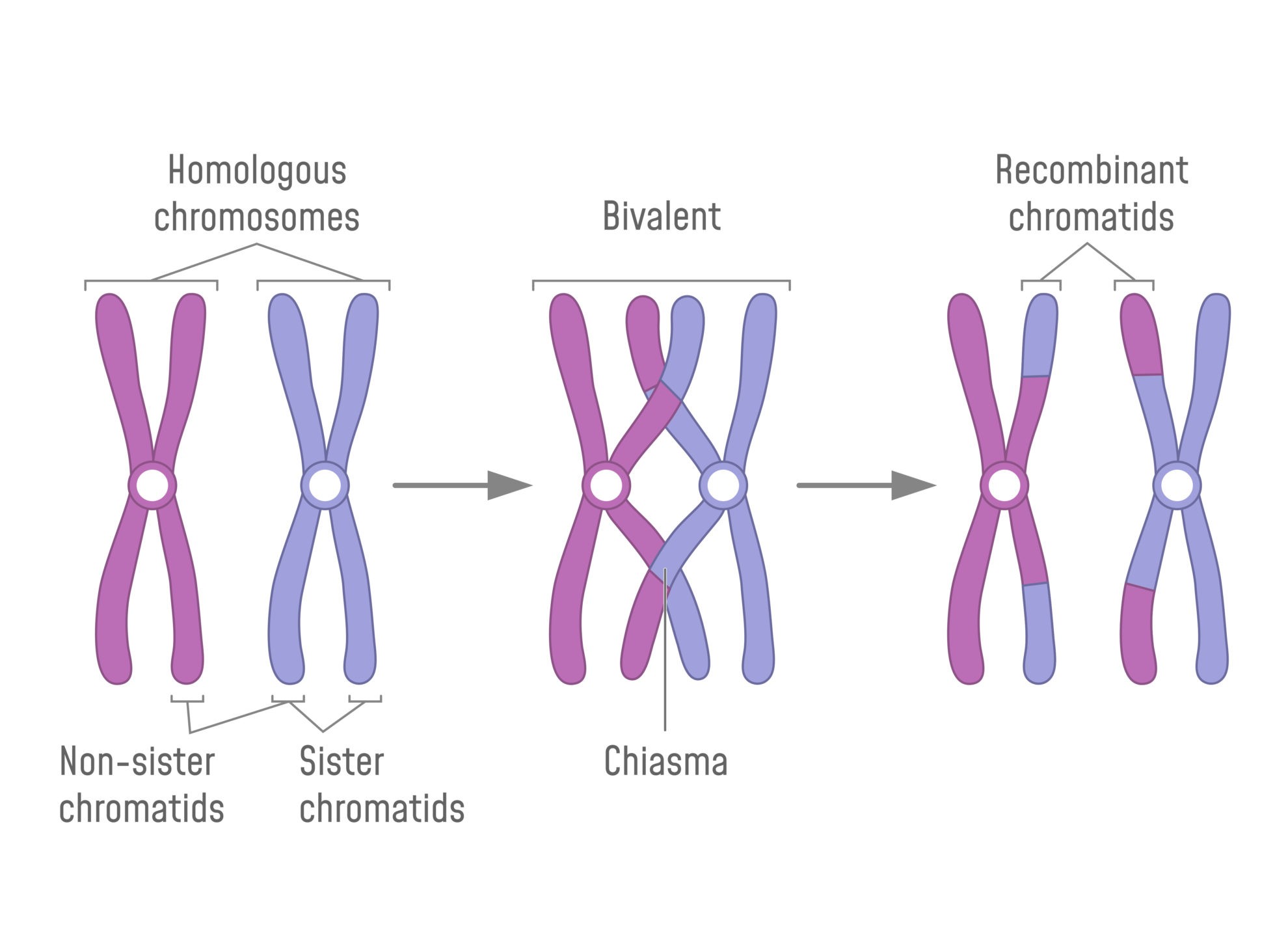 write a hypothesis that describes how genetic dominance occurs