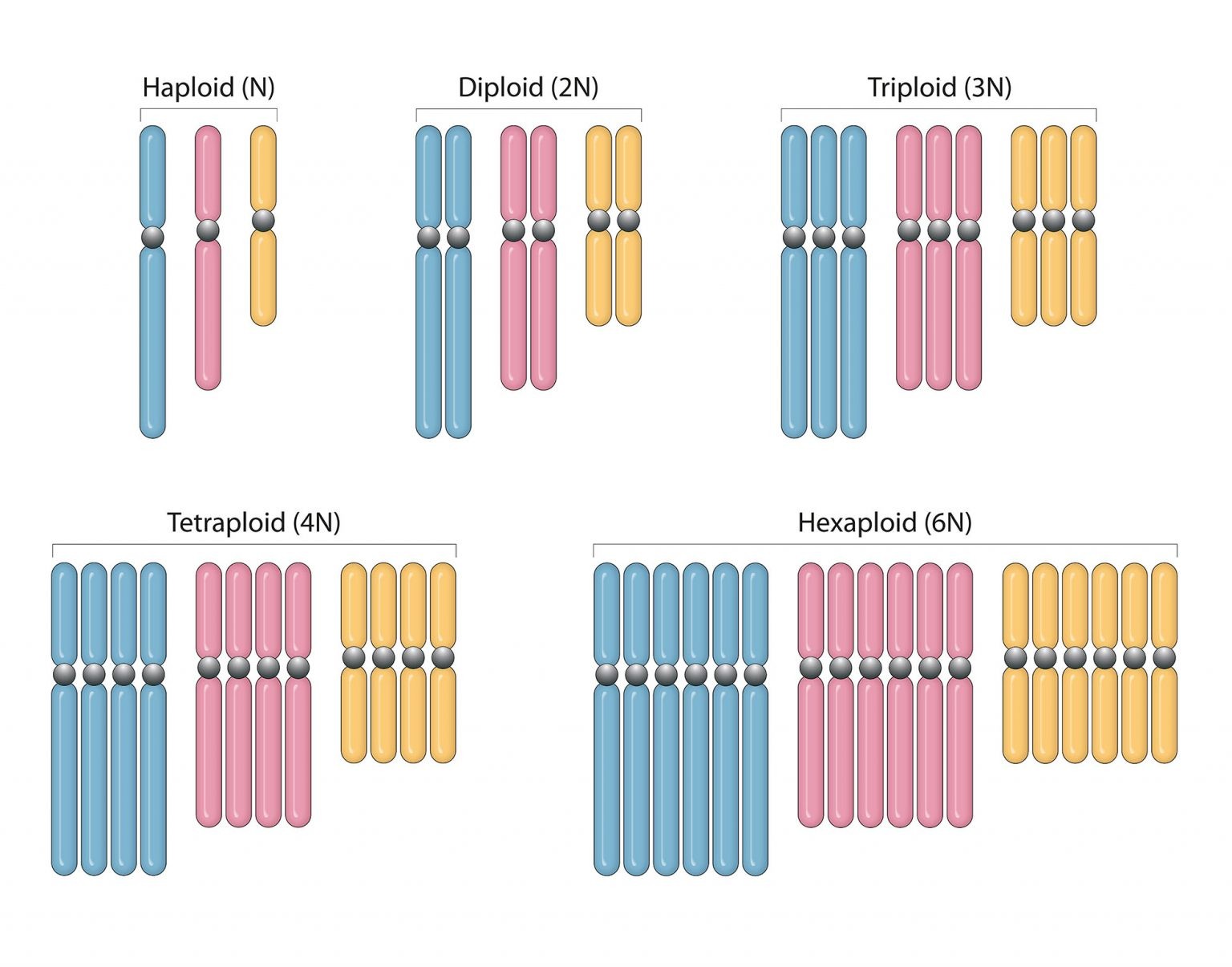 synapomorphy-definition-and-examples-biology-online-dictionary
