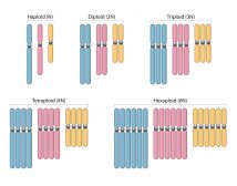 Polyploid Definition and Examples - Biology Online Dictionary