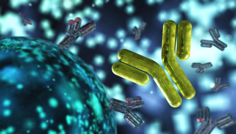 3D rendering of an antibody