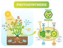 The process of photosynthesis