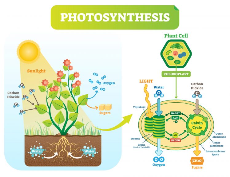 photosynthesis diagram