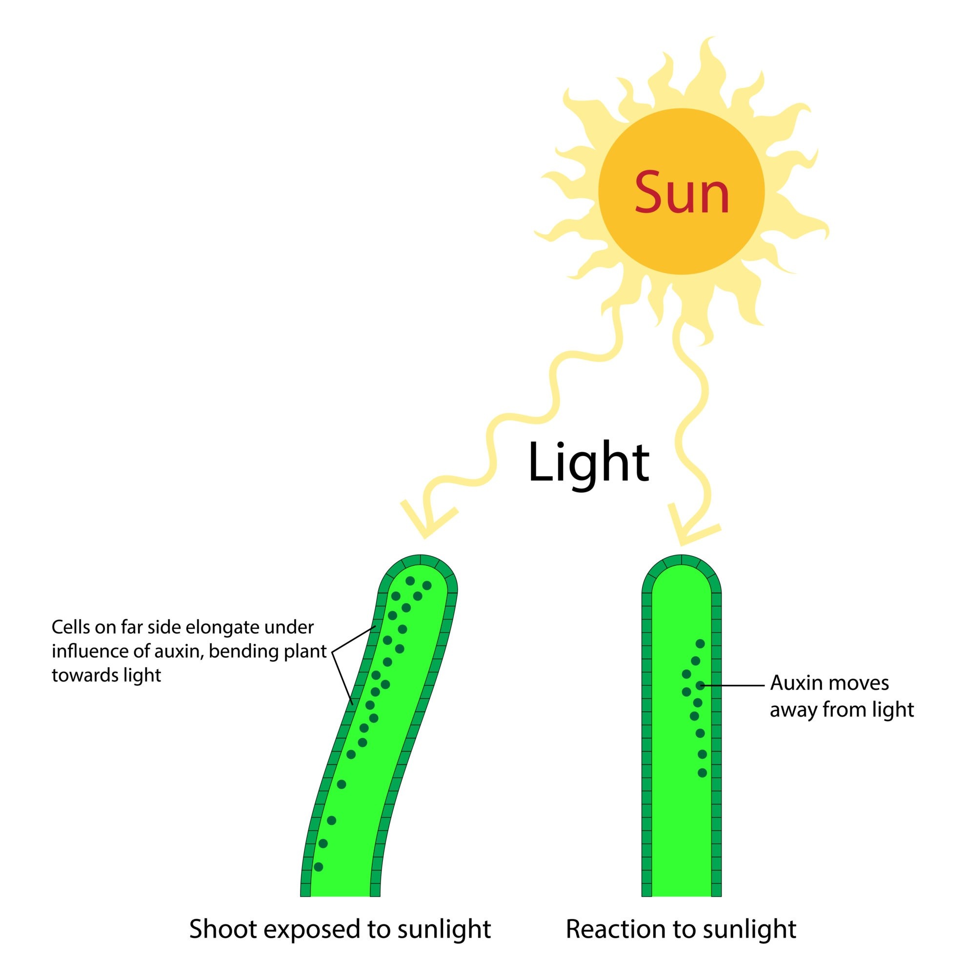 Plant Auxins Phototropism & Geotropism Biology Online Tutorial