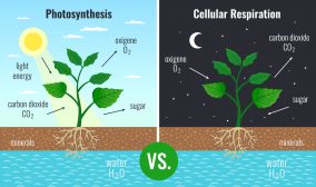 Photosynthesis and respiration