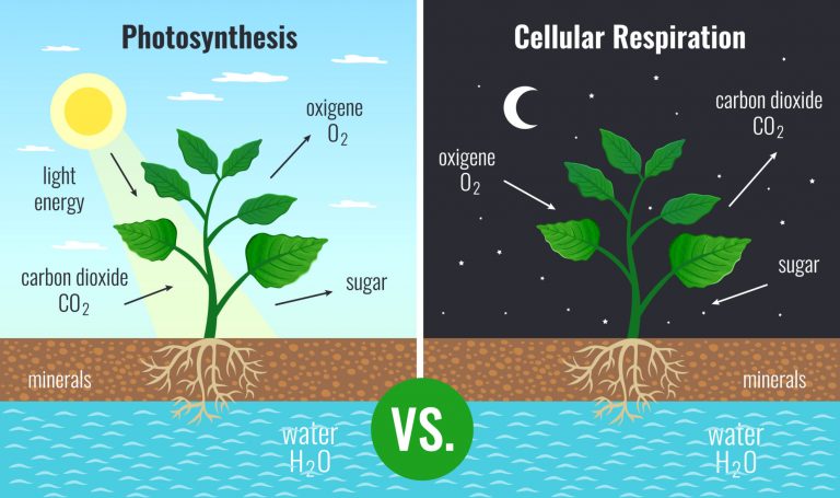 photosynthesis and cellular respiration in plants
