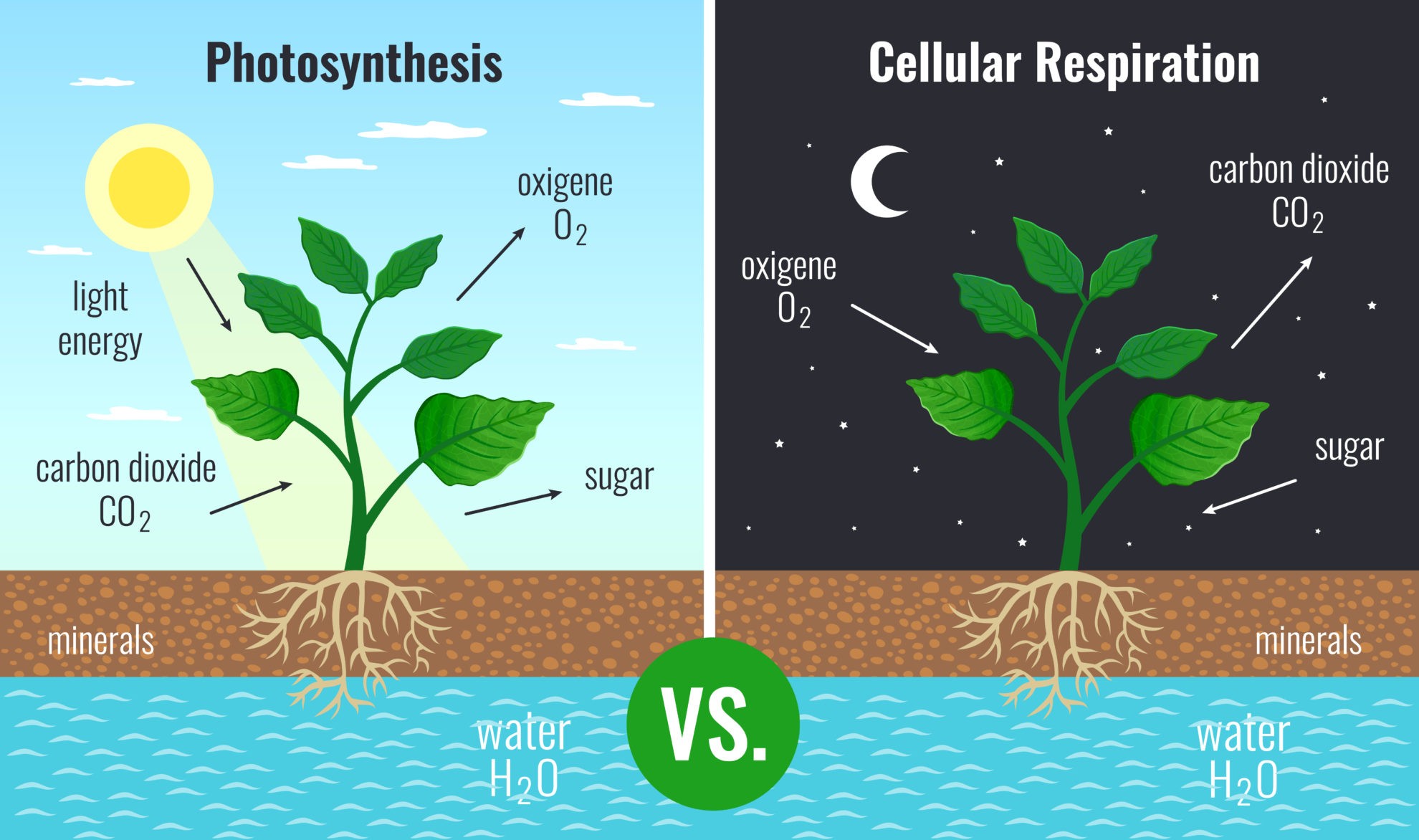 Plant Metabolism Biology Online Tutorial