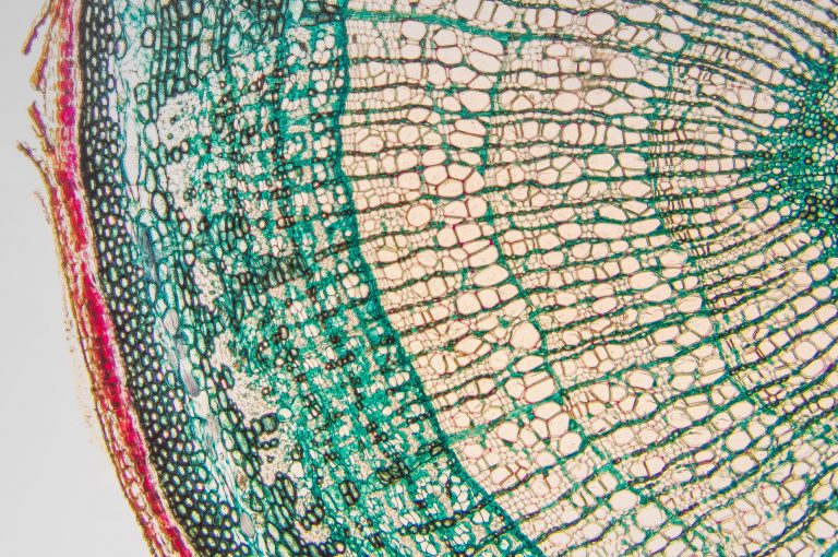 types of tissues in plants
