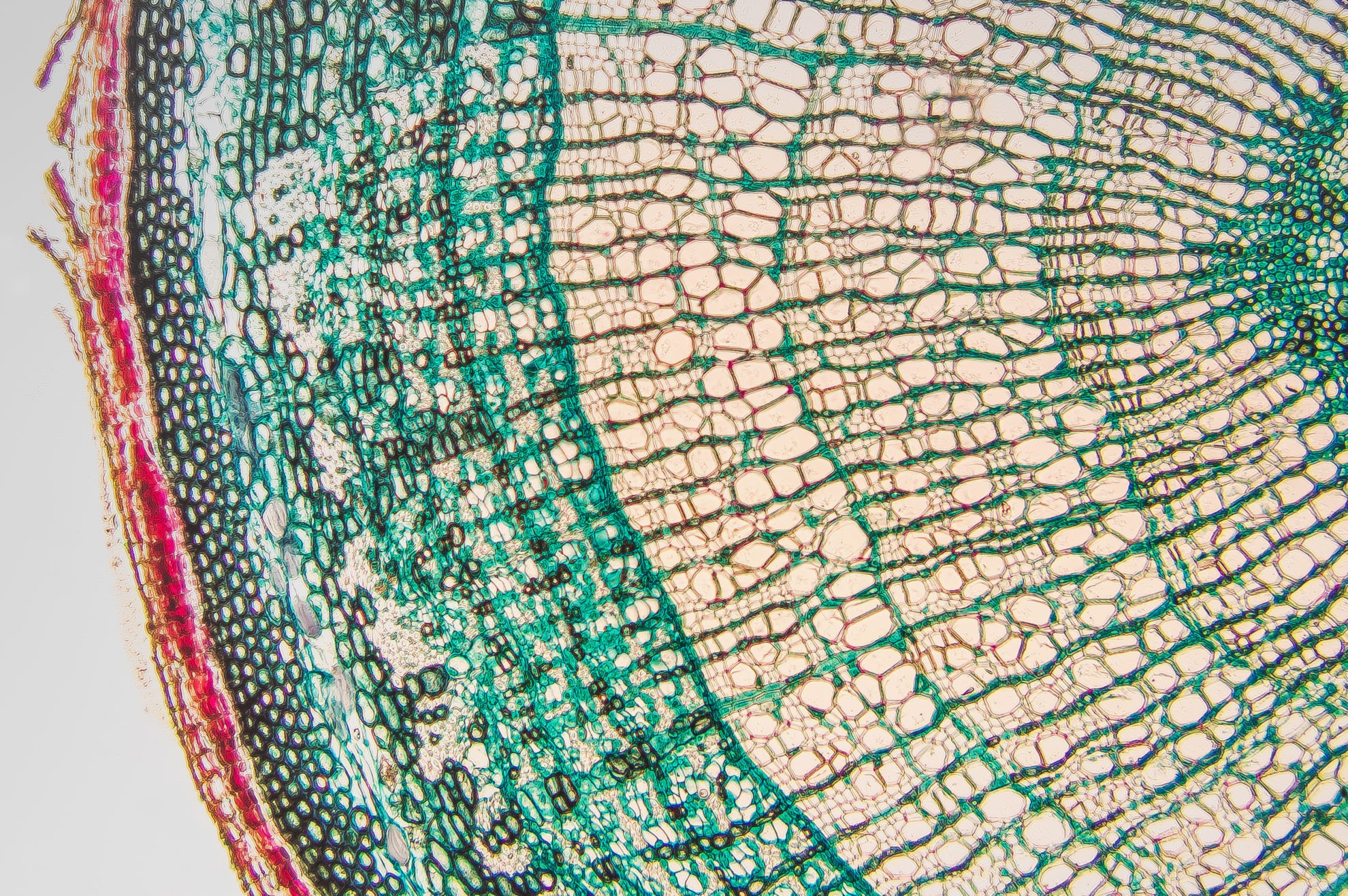Plant Tissues - Biology Online Tutorial Plant Tissues - Biology Online Tutorial
