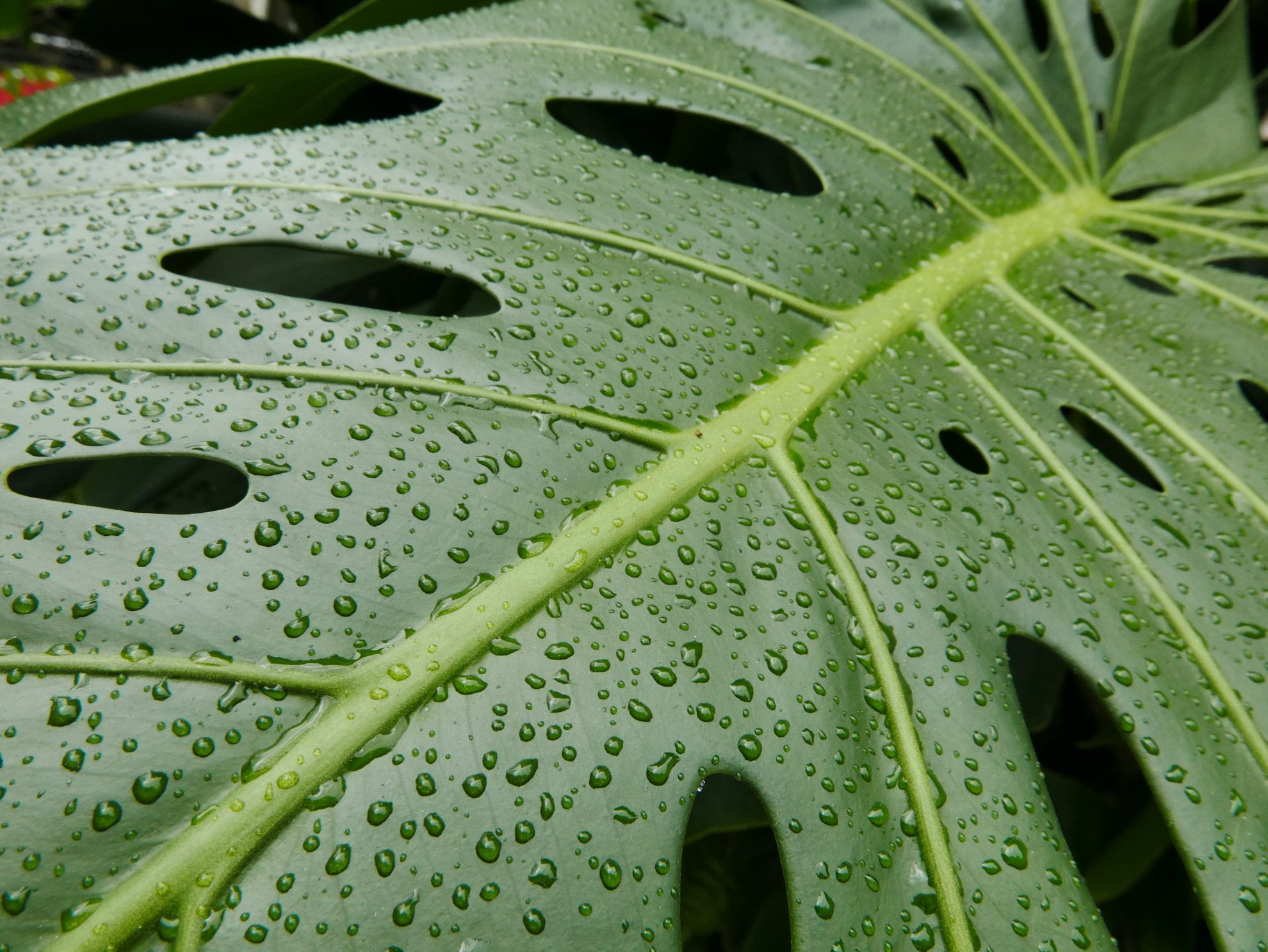 Plant Water Regulation - Biology Online Tutorial