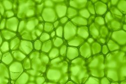 green plant cells