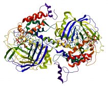 Structural depiction of catalase, an enzyme