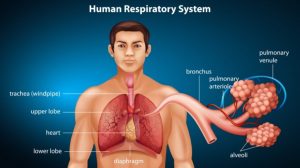 human respiratory system