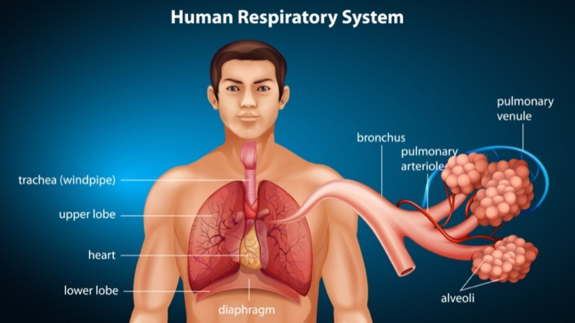 UNIT 1: The Respiratory System