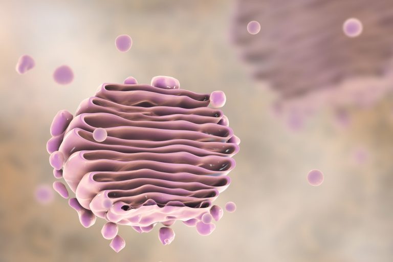 Golgi apparatus (3-D illustration)