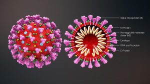 SARS-CoV-2 coronavirus structure