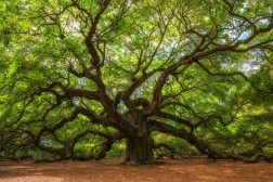 Angle Oak Tree