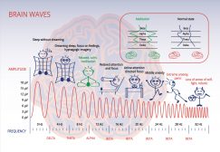 Electromagnetic spectrum of a brain