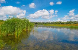 Still freshwater and plants