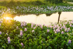 Still Water Community Plants