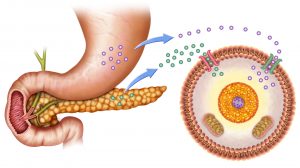 Sugar Homeostasis