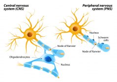 Oligodendrocyte and Schwann cell