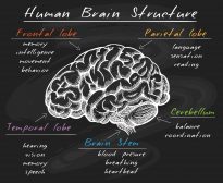 human brain structure