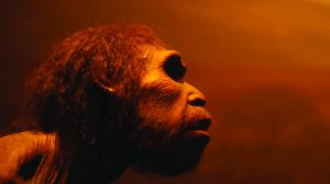 Hominid