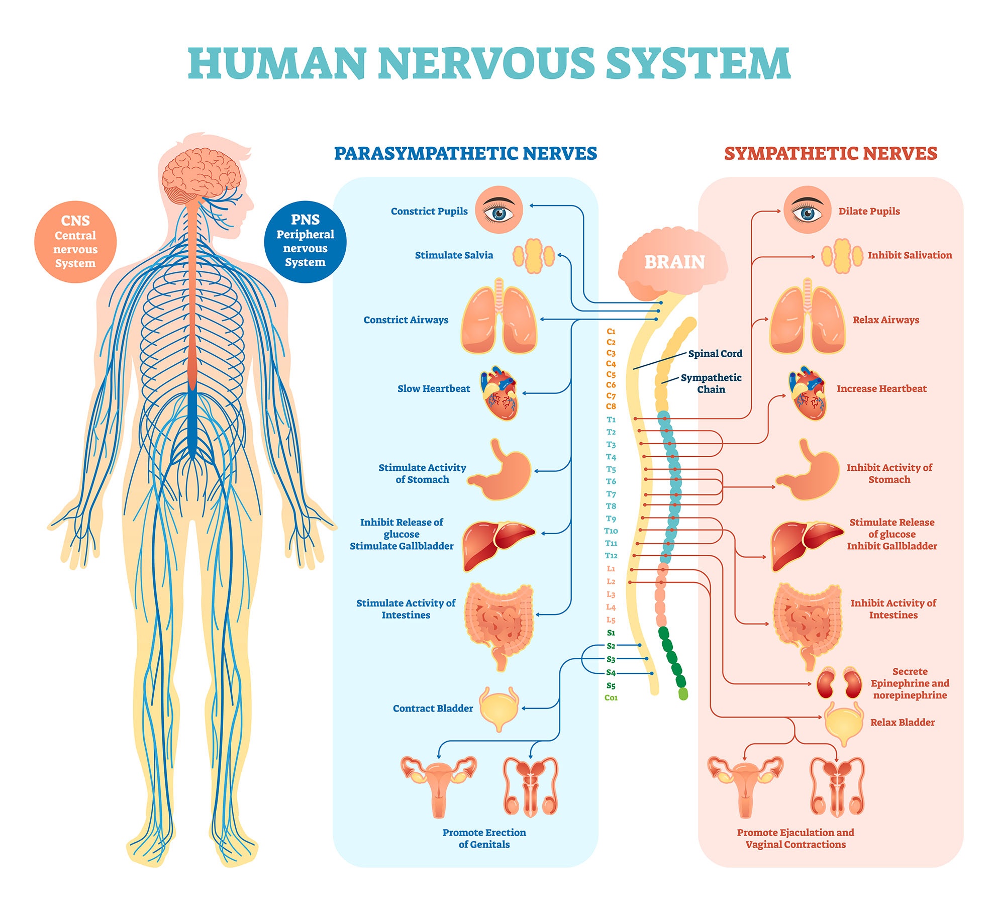 The Human Nervous System Biology Online Tutorial