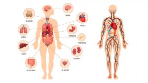 The Human Physiology