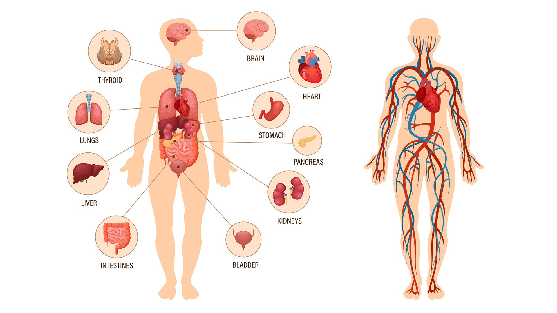 Control and Regulation, An Introduction – Human Biology