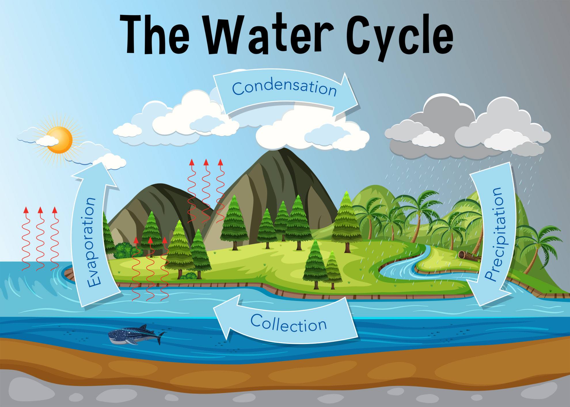 water cycle diagram essay